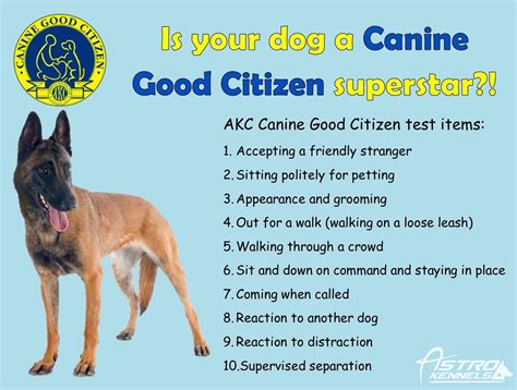 tests harder than cgc dog test|cgc dog test.